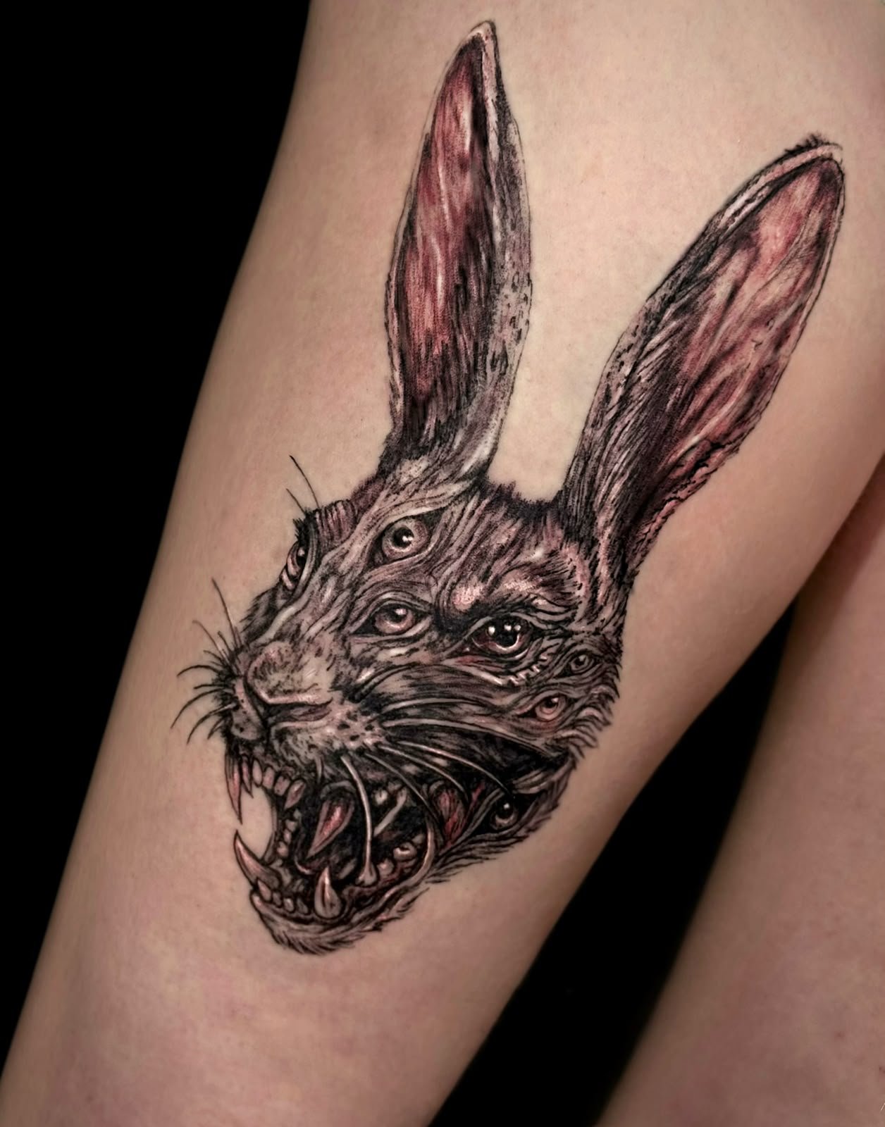 Many-eyed rabbit